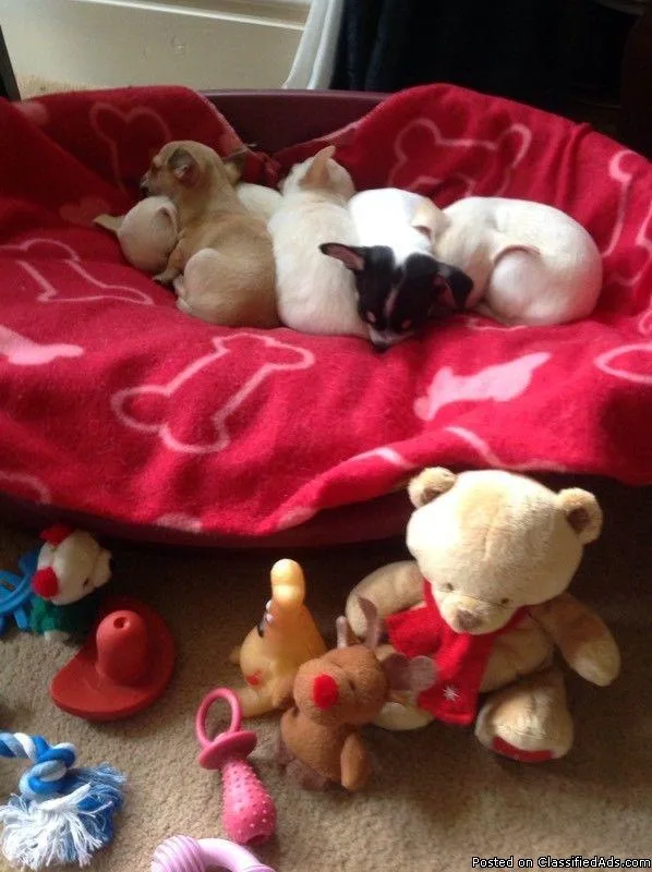 Chihuahua puppies
