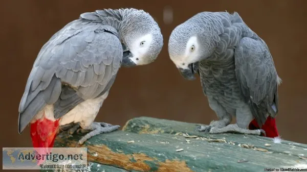 Pair of Talking African Grey parrots