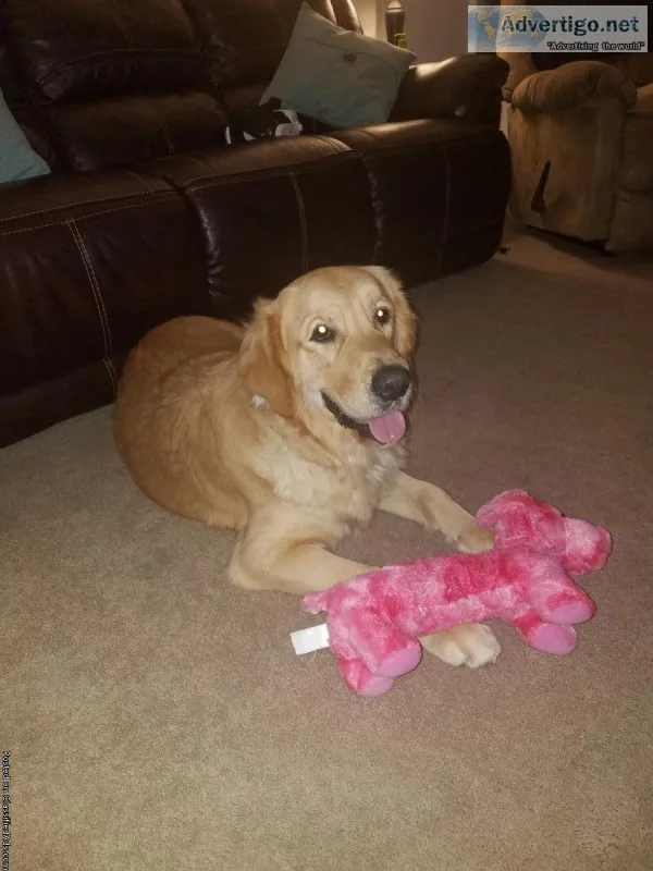 CKC Golden Retriever puppies