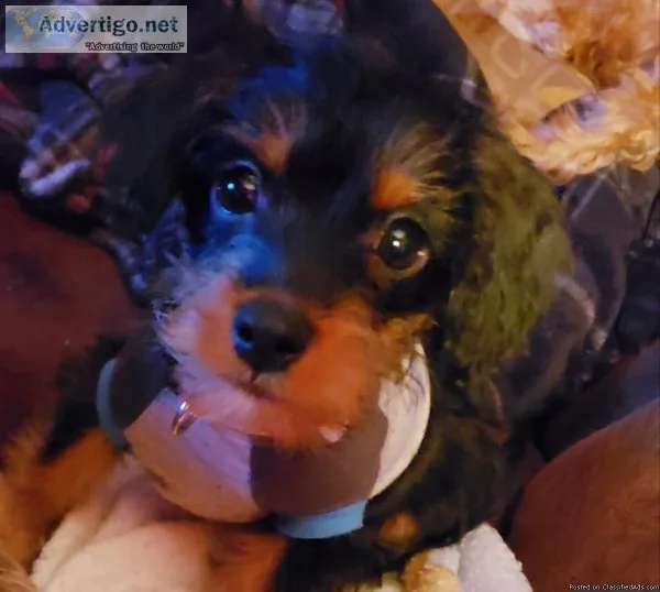 Cavopoomini dachshund