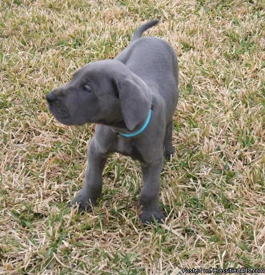 bright  MF Great Dane puppies 4 sale