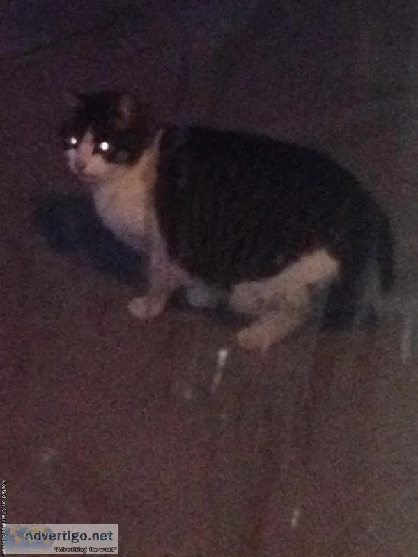Found cat