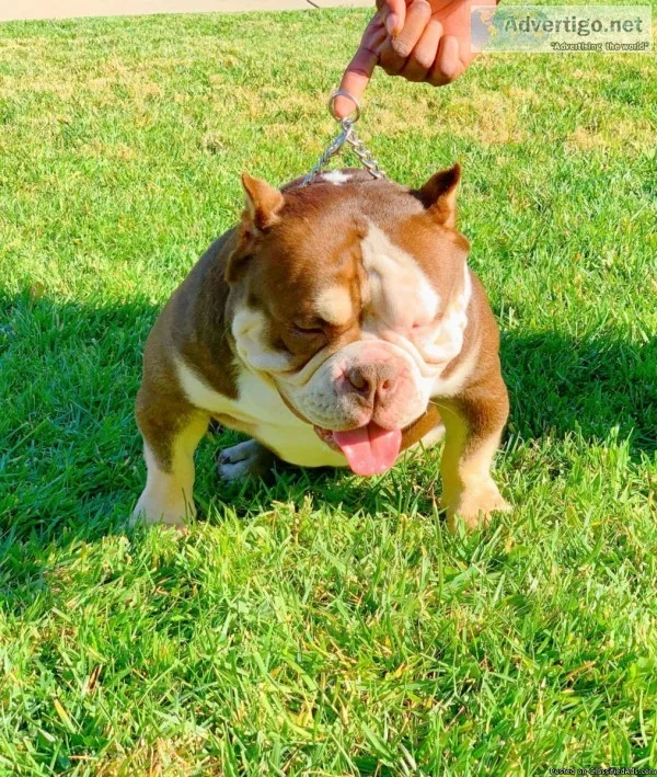 Exotic Tri color Bully stud