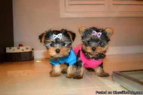 TWO Adorable Yorkieshire Terrier puppies available now