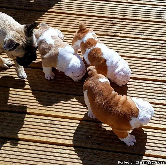 7 Stunnning Litter of Quality Registered English Bulldog Puppies