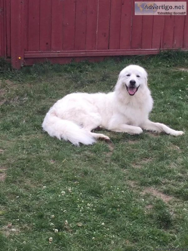 Golden RetrieverLabrador