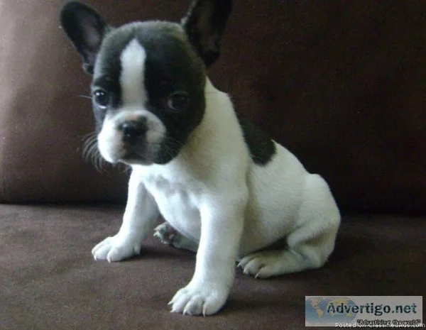 French  Bulldogs