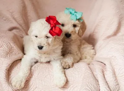 Labradoodles