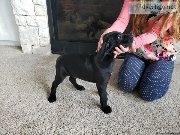 Rhodesian ridgeback Labrador puppies