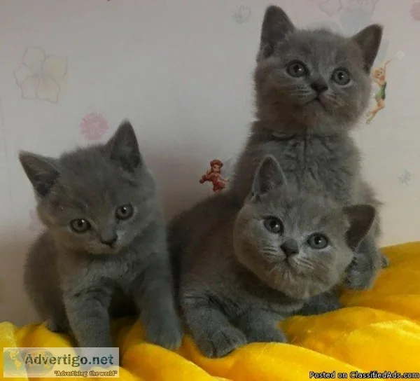 Blue British Shorthair Kittens