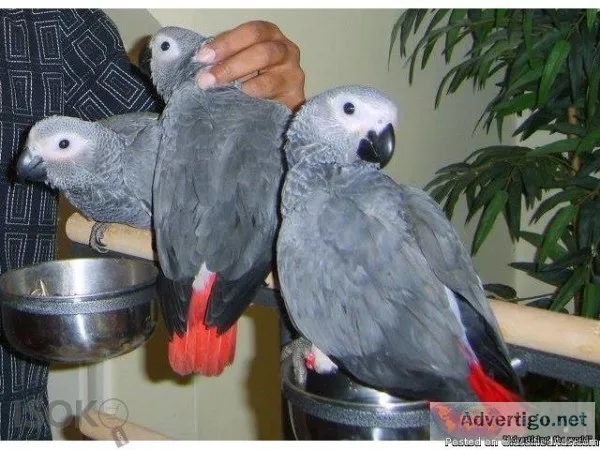 CONGO AFRICAN GREY PARROTS AVAILABLE.