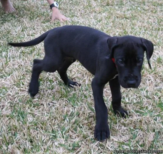 bouncy MF Great Dane puppies 4 sale