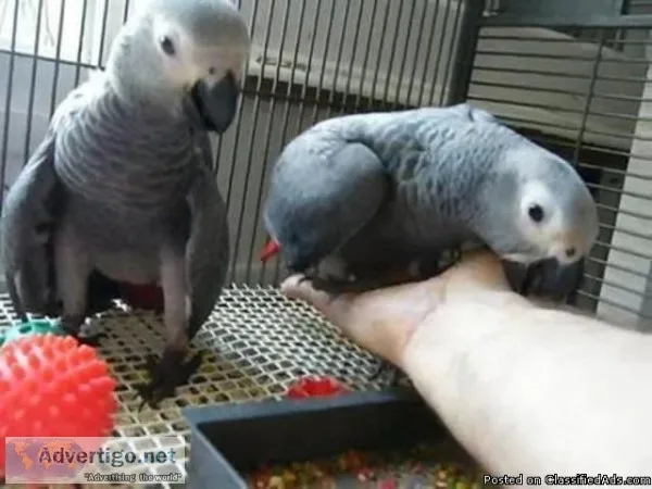 African Grey parrots male and female for sale.