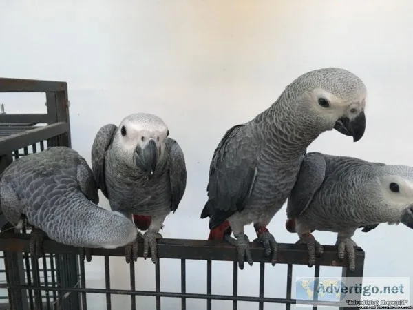 Beautiful Male and Female Congo African Grey Parrots for sale.