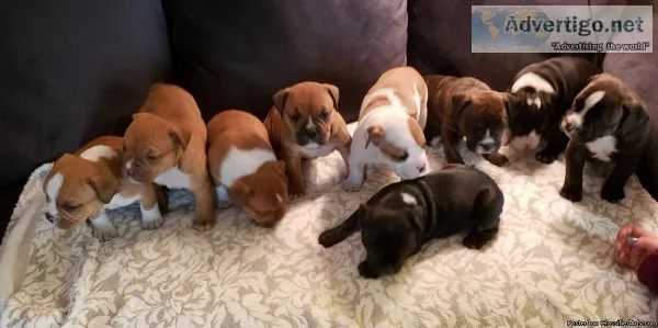 OLD ENGLISH BULLDOGGE 9 PUPPIES