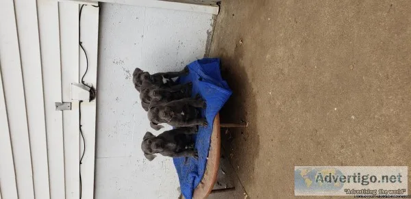 Cane Corso Bully Mastiff mix
