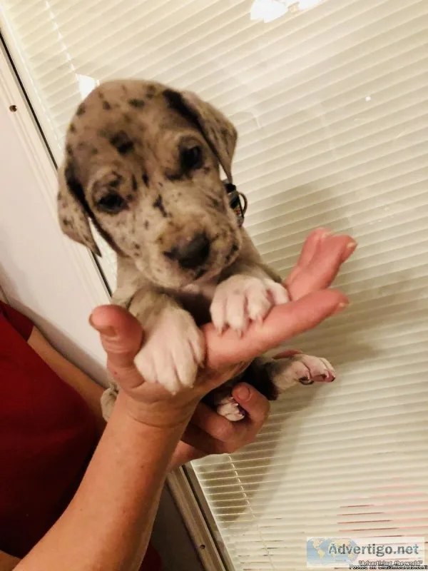 Great Dane puppies