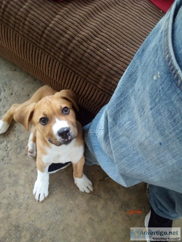 American Staffordshire terrior