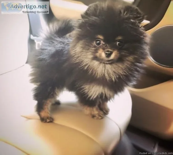 Pomeranian Puppies outstanding Teddies