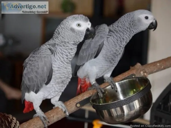 Congo African Grey Parrots - For Sale