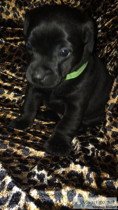 Patterdale terrier pup