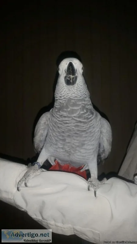 African Grey Parrots
