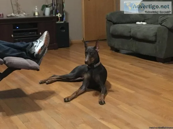 doberman puppies
