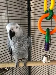 Beautiful Male and Female African Grey Parrots for sale.