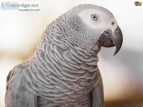 Congo African grey is currently available