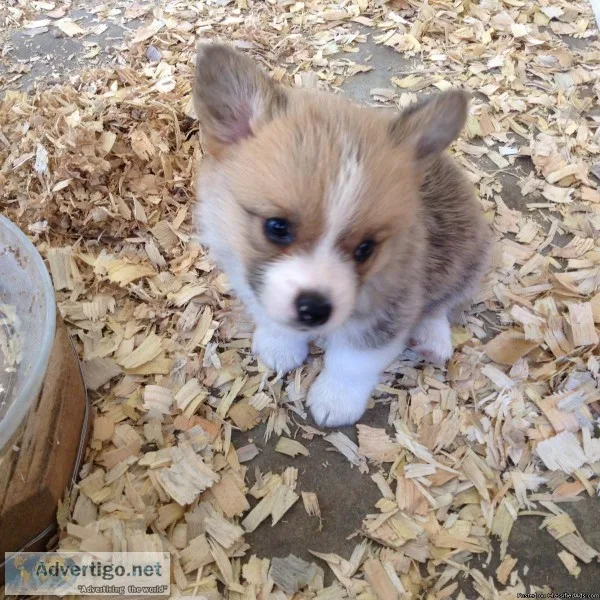 pembroke welsh corgi puppies