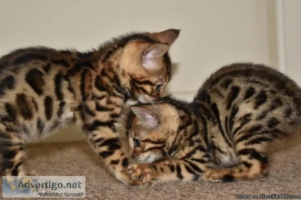 Full Pedigree Tica Reg Bengal Male 5 Months Old