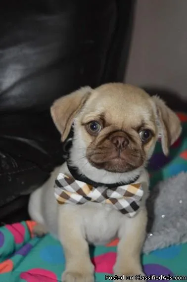 sghh stunning pug puppy ready to live