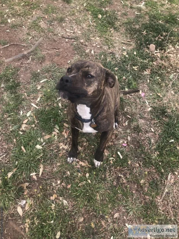 Free to Good Home