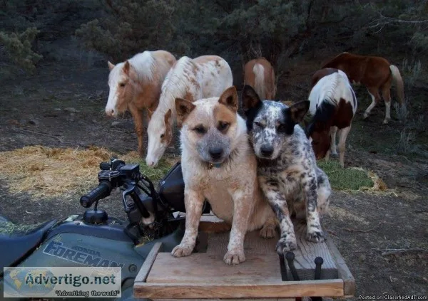 Queensland Heelers