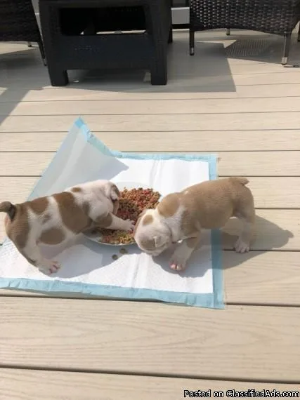 Beautiful 11 Week Old Female English Bulldog