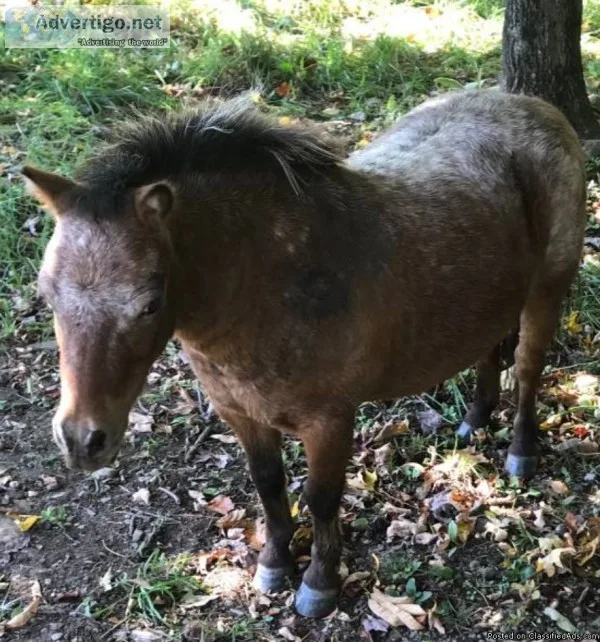 Mini mare