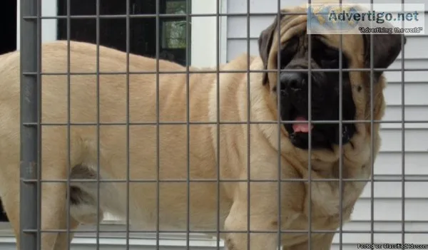 Mastiffs AKC English - Mastiff Puppies