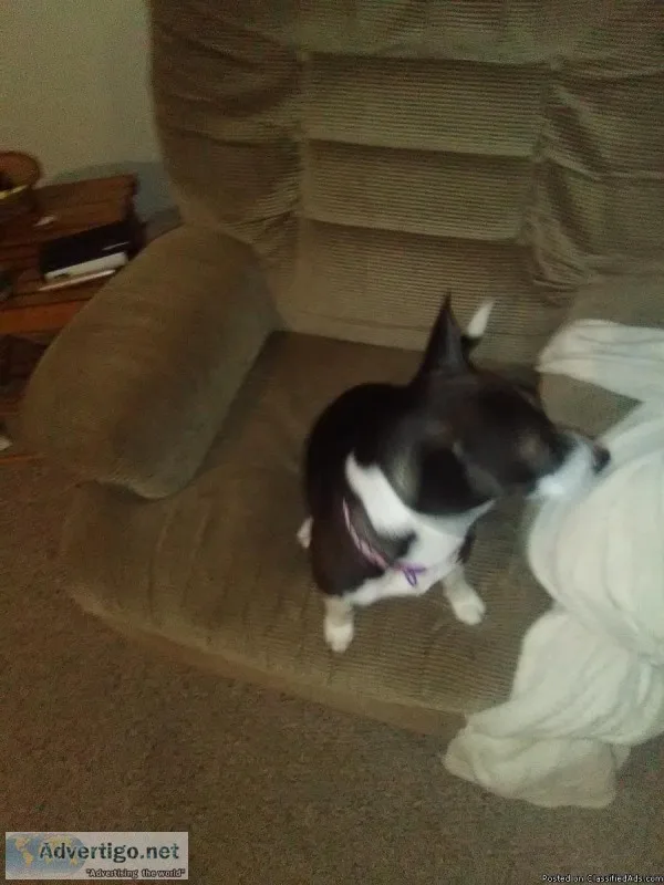 Free dog
