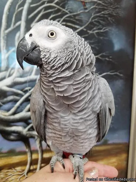 PAIR OF CONGO AFRICAN GREY PARROTS FOR SALE.