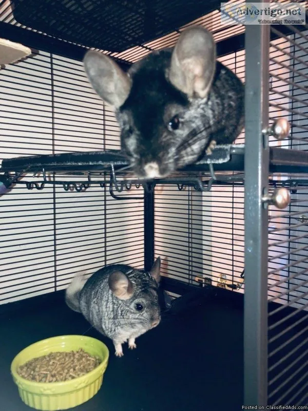 2 chinchillas in need of a home