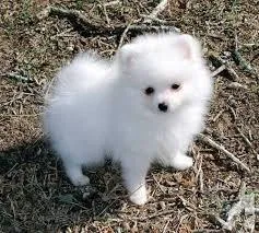 TEA CUP POMERANIAN PUPPIES FOR SALE