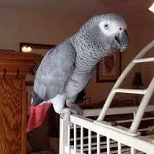 Beautiful Male and Female Congo African Grey Parrots for sale.