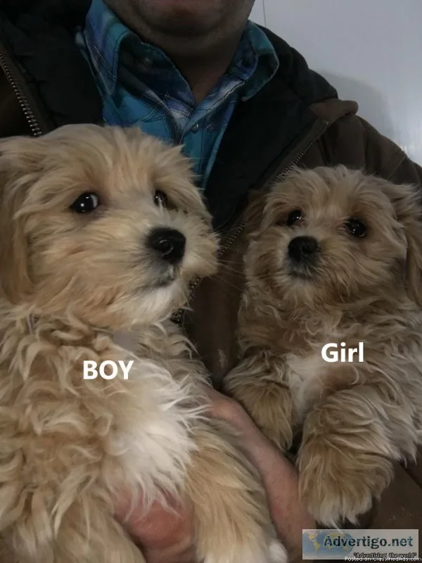 Maltese X Toy Poodle Puppies