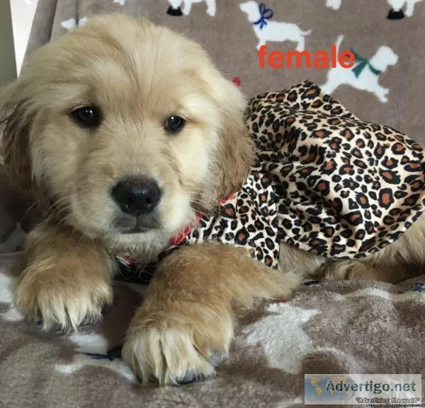 golden retrievers