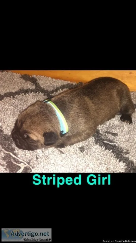 Cane Corso Puppies