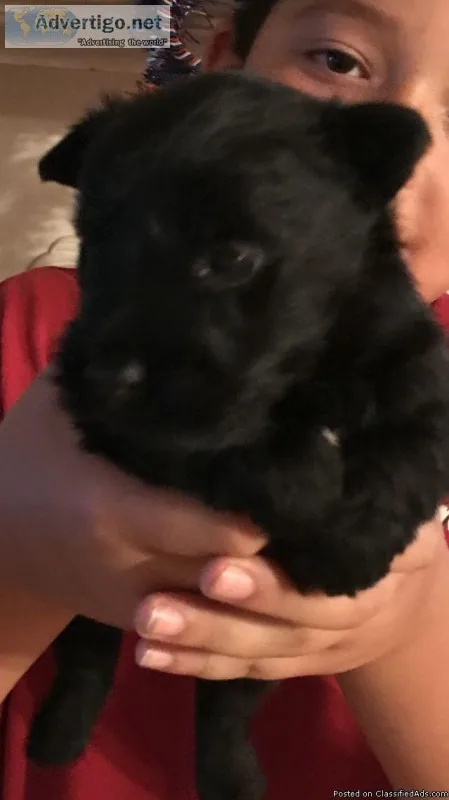 CKC reg. Scottish Terrier pups