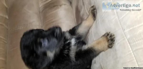 German Shepherd puppies