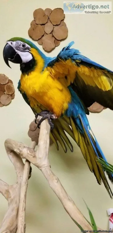Baby Blue and Gold