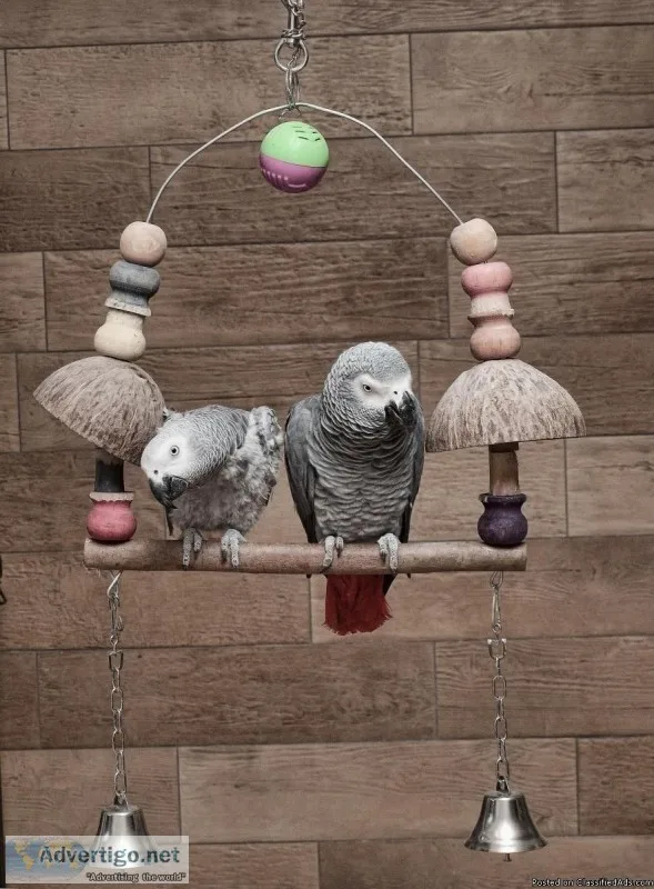 African Grey Parrot Available