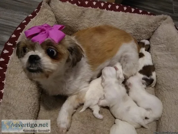 Gorgeous shihtzus